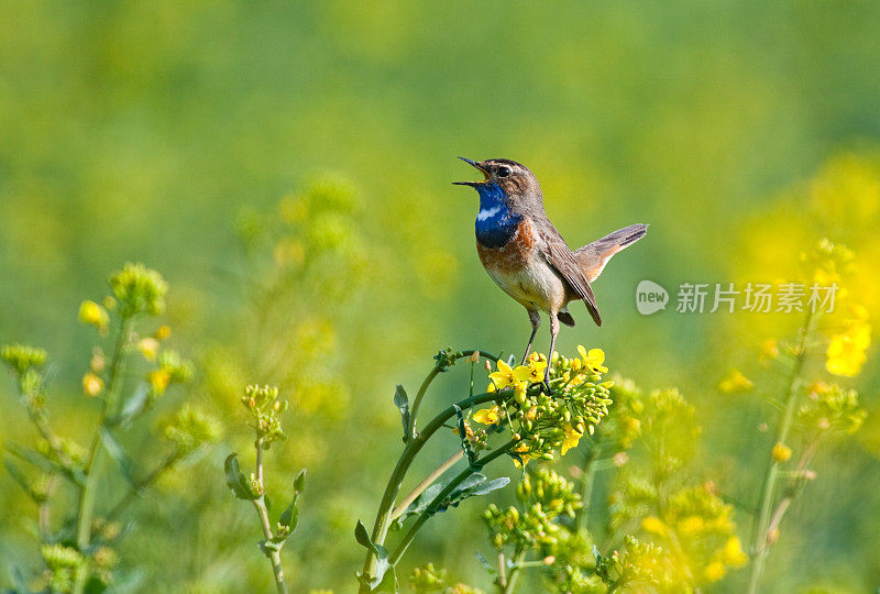 歌唱的蓝喉(Luscinia svecica)